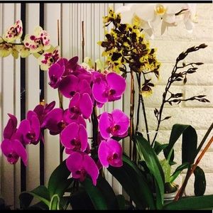 Meet your Posher, Edna